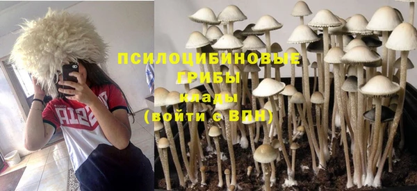 прущие грибы Каменногорск