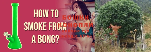 прущие грибы Каменногорск